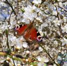Aglais io