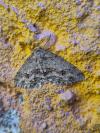 Ectropis crepuscularia