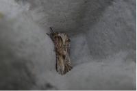 Egira conspicillaris