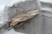 Egira conspicillaris