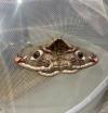Saturnia pavonia
