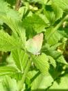 Callophrys rubi
