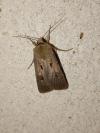Agrotis exclamationis