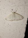 Idaea subsericeata
