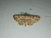 Peribatodes rhomboidaria