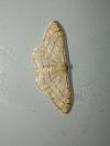 Idaea aversata