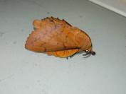 Gastropacha quercifolia