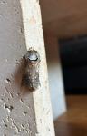 Cossus cossus