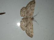 Hypomecis punctinalis