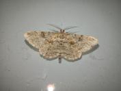 Peribatodes rhomboidaria