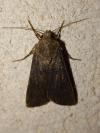 Agrotis segetum