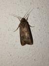 Agrotis ipsilon