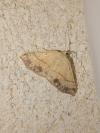 Cyclophora punctaria