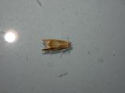 Eucosma conterminana