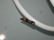 Acrobasis consociella