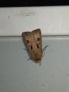 Agrotis exclamationis