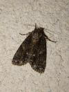 Acronicta rumicis
