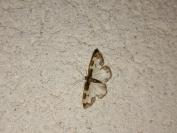 Lomaspilis marginata