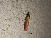 Oncocera semirubella