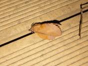 Gastropacha quercifolia