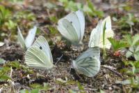 Pieris napi