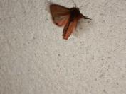 Phragmatobia fuliginosa