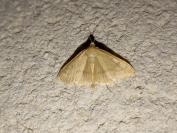 Sitochroa verticalis