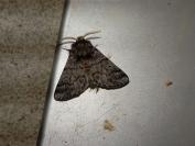 Thaumetopoea pityocampa