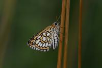 Heteropterus morpheus