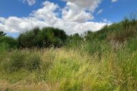 Heteropterus morpheus