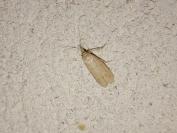 Ematheudes punctella