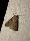 Agrotis exclamationis