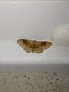 Idaea degeneraria