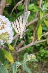 Iphiclides podalirius