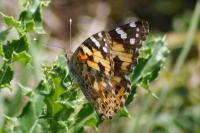 Vanessa cardui