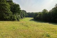 Pyropteron chrysidiforme