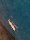 Agriphila tristella
