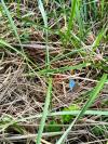Lysandra bellargus