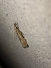 Agriphila geniculea