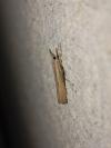 Agriphila inquinatella