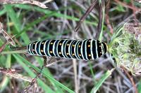 Papilio machaon