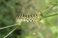 Papilio machaon