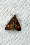 Pyrausta aurata