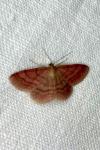 Scopula rubiginata