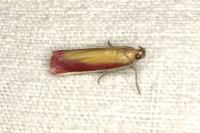 Oncocera semirubella