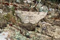 Peribatodes rhomboidaria