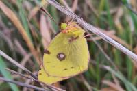 Colias crocea