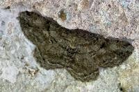 Peribatodes rhomboidaria