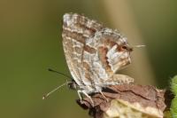 Cacyreus marshalli
