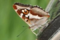Apatura iris